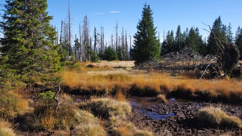 Der Böhmerwald – eine Wildnis mitten in Europa, Bild 22